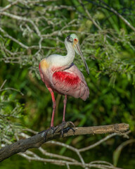 Roseate Spoonbill