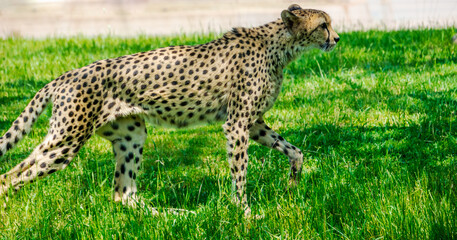 walking leopard on the green grass in the spring