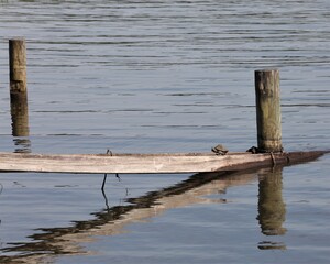 A Little Red-Eared Slider Turtle Perched on the Weathered Support of a Pier on Beaver Fork Lake...