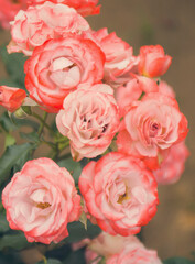 Set of roses of white and pink colors in vintage style. Bouquet of flowers. 