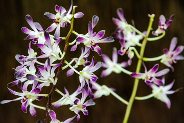 blossom flower in the Spring at south California