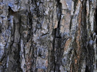 Embossed tree bark.