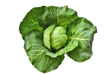 Obraz premium Isolated Fresh Green cabbage with water drop on white background.
