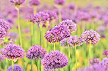 Allium purple field with lens flare and full frame  for wallpaper and post card.