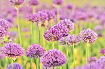 Obraz premium Allium purple field with lens flare and full frame for wallpaper and post card.