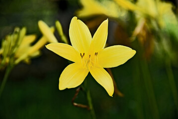 Asiatic hzbrid yellow lily or yellow lily.