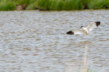 An Pied avocet