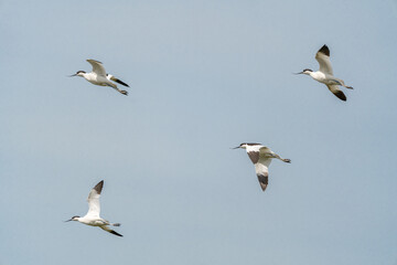 Fototapeta premium An Pied avocet