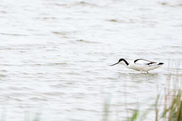 An Pied avocet
