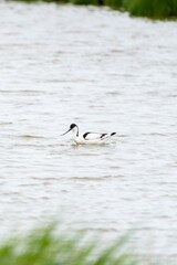 An Pied avocet