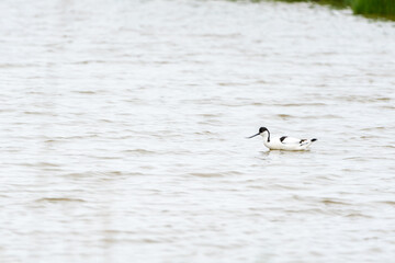 An Pied avocet
