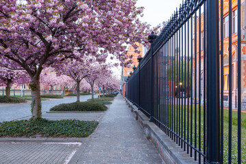 In this street there are rows of Japanese cherry trees