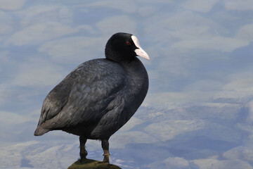 Eurasian coot is standing in the pond, facing to the right.