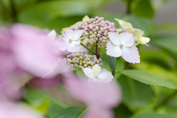 あじさい（紫陽花）