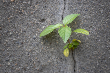 Plants growing from Concrete walls