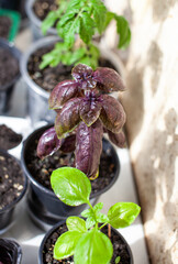 Purple basil and other plants grown in a tray on your home windowsill