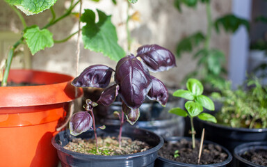 Purple basil and other plants grown in a tray on your home windowsill