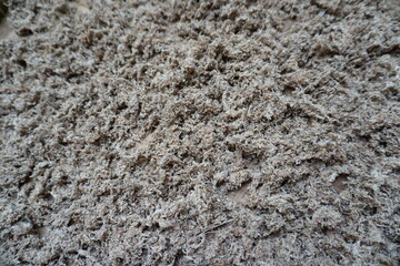 Texture Background Wood Brown Color