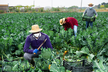 Portrait of young adult male farm worker cutting broccoli on farm field during coronavirus pandemic