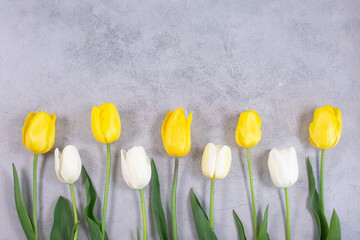 White and yellow tulips flowers on grey background.