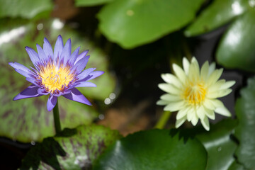 yellow and purple colored lotus flower close-up with selective focus