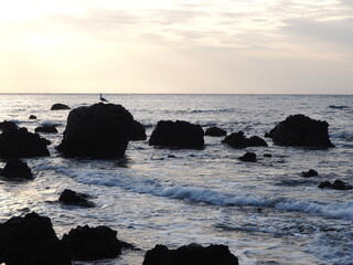 Rocky ocean shore. Canary Islands, Tenerife