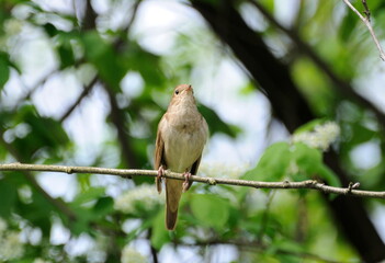 A nightingale sits on a bird cherry branch on a May morning. Moscow region. Russia.