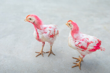 chicken on the farm, colorful, red, beautiful chicks in clear background