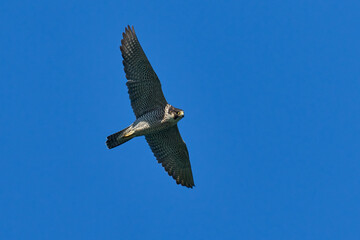 Peregrine falcon (Falco peregrinus)