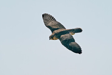 Peregrine falcon (Falco peregrinus) Juvenile