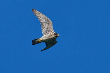 Peregrine falcon (Falco peregrinus)