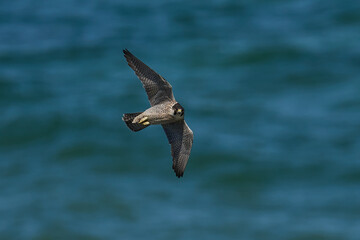 Peregrine falcon (Falco peregrinus)