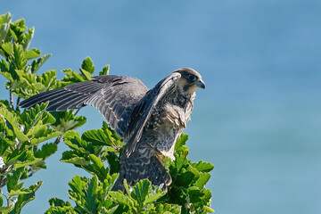 Peregrine falcon (Falco peregrinus) Juvenile