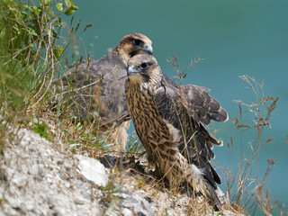 Peregrine falcon (Falco peregrinus) Juvenile