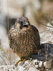 Peregrine falcon (Falco peregrinus) Juvenile