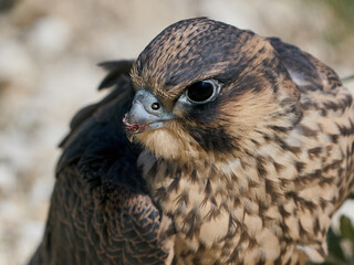 Peregrine falcon (Falco peregrinus) Juvenile