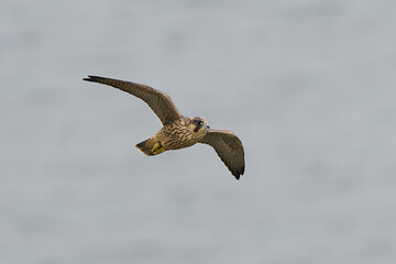 Peregrine falcon (Falco peregrinus) Juvenile