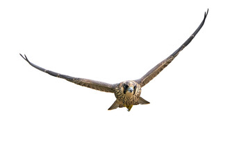 Peregrine falcon (Falco peregrinus) Juvenile