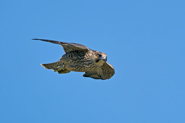 Peregrine falcon (Falco peregrinus) Juvenile