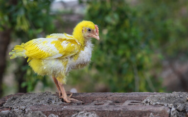 chicken on the farm, colorful, red, beautiful chicks in clear background
