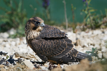 Peregrine falcon (Falco peregrinus) Juvenile