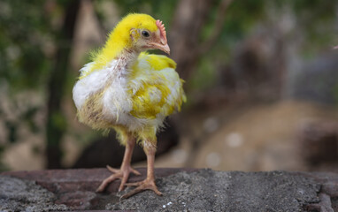 chicken on the farm, colorful, red, beautiful chicks in clear background