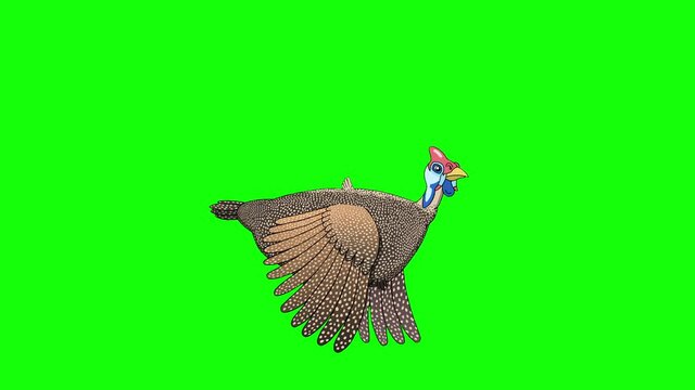 Guinea fowl flies chroma key
