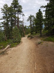 road with trees