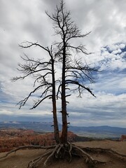 Fototapeta na wymiar Isolated Dead Tree