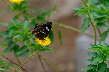 Butterfly perched on a yellow flower with background out of focus.