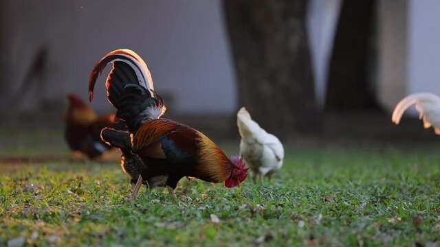 Flock of free range organic chicken foraging and scratching for food in the backyard poultry farm