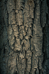 dry tree bark texture and background, halloween concept.