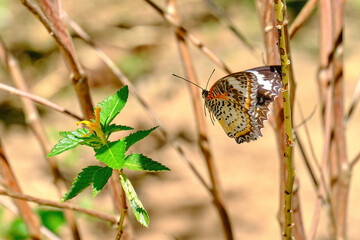 Beautiful Butterfly Flying through Leaves.