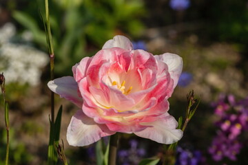 Double pink tulip in the garden
